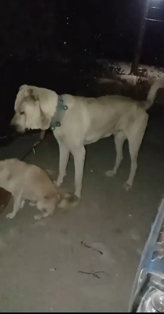 سگ سرابی|سگ|بستان آباد, |دیوار