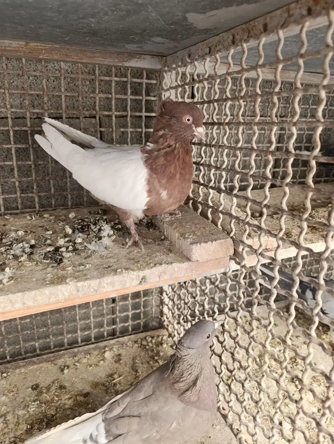 کبوتر نقشی|پرنده|برخوار, |دیوار