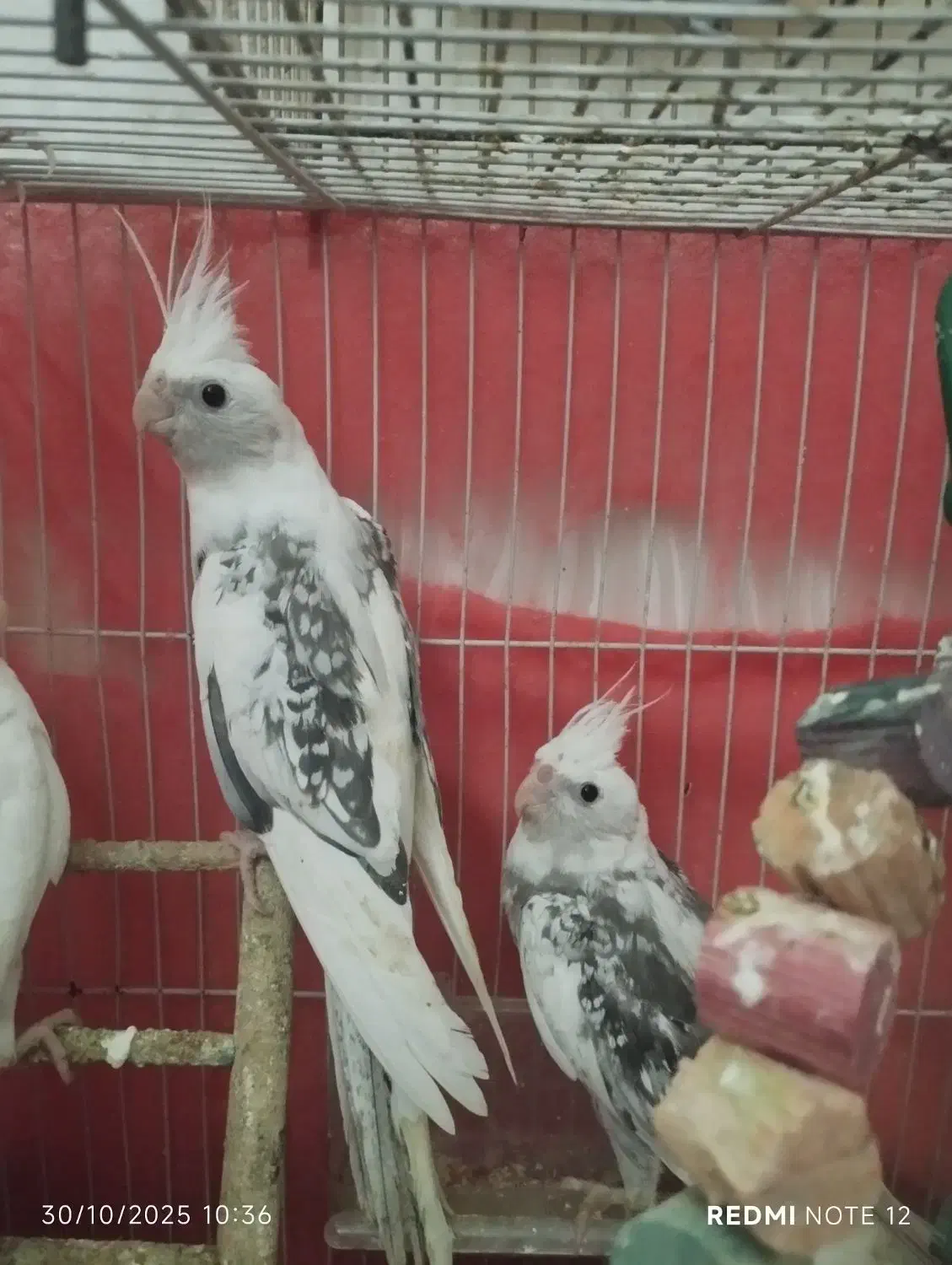 عروس هلندی|پرنده|مشهد, شهرک مهرگان|دیوار