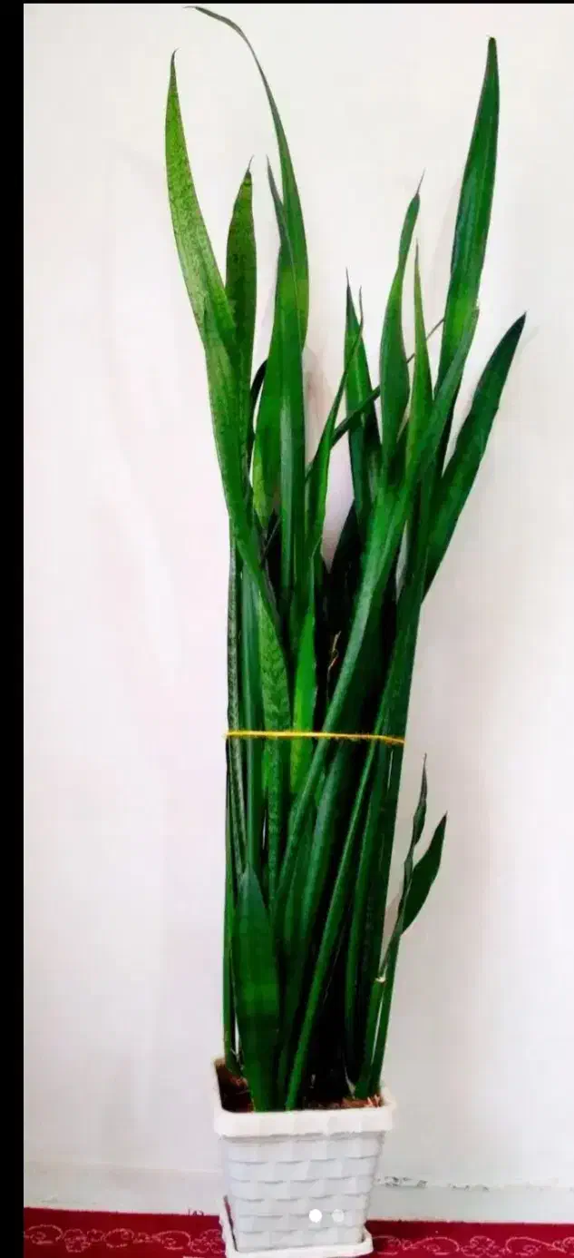 گل طبیعی|گل و گیاه طبیعی|بانه, |دیوار