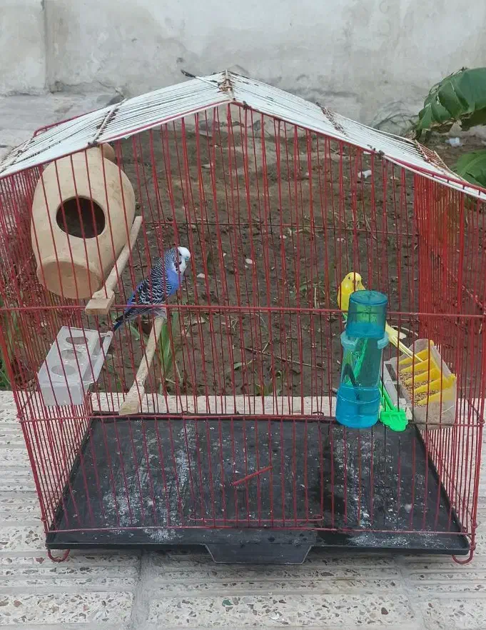 فروش یک جفت مرغ عشق آماده و سرحال|پرنده|میناب, |دیوار