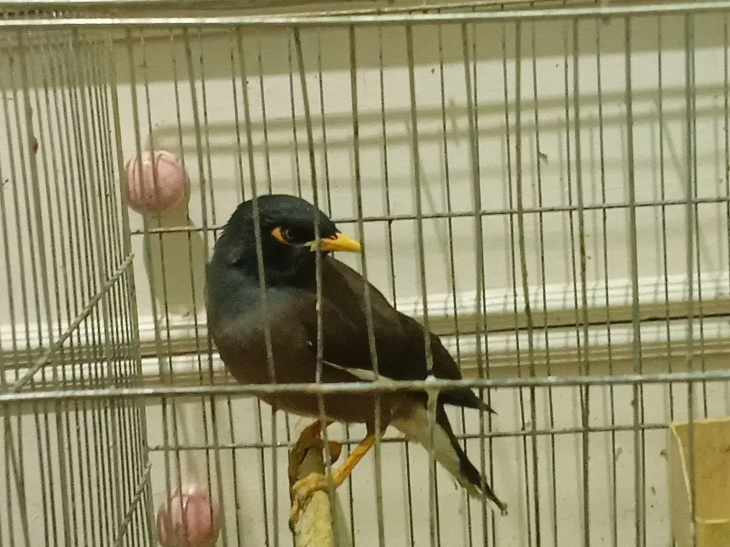 مرغ مینا 1سال|پرنده|تهران, شمشیری|دیوار