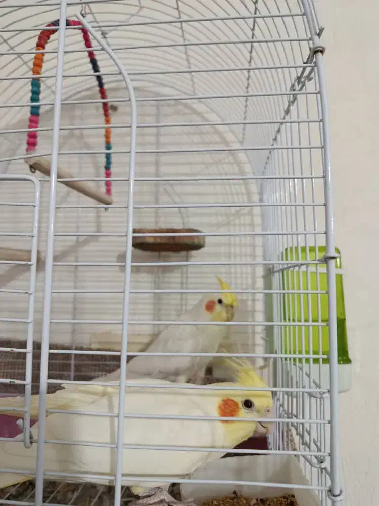 عروس هلندی|پرنده|کوار, |دیوار