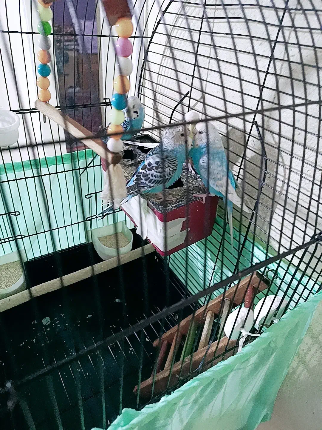 مرغ عشق|پرنده|علی‌آباد کتول, |دیوار