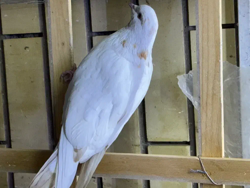 کفتر|پرنده|سیرجان, |دیوار