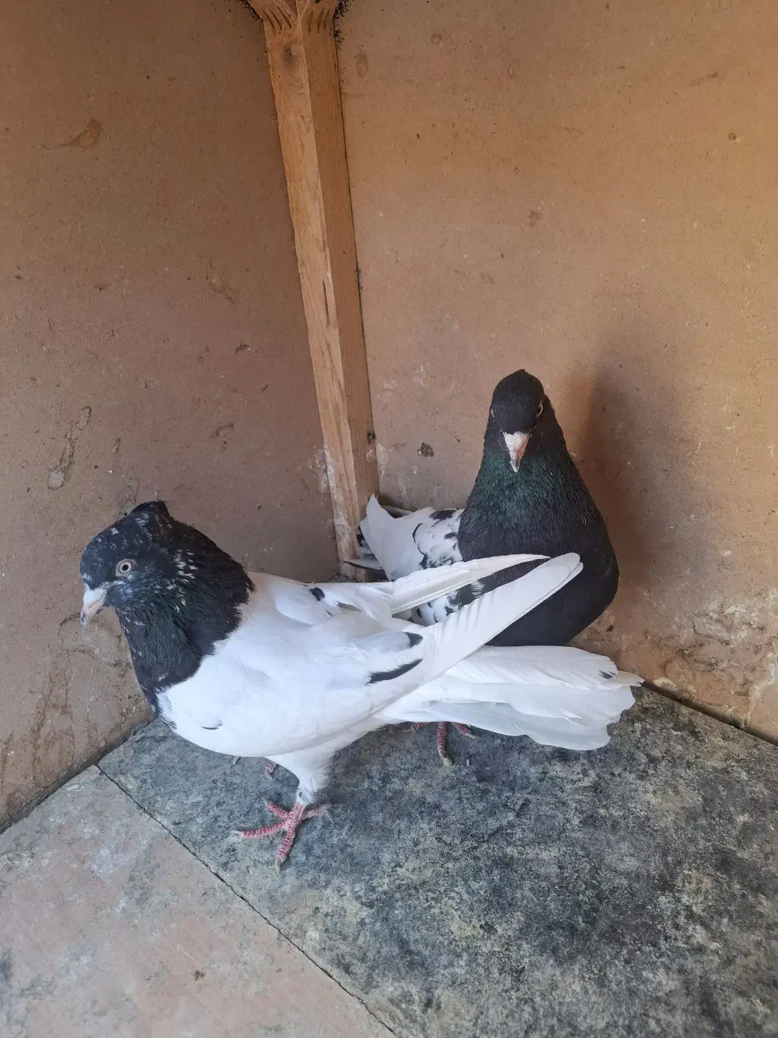 جفت کله سیاه و دو جوانه کاکلی|پرنده|فردوس (خراسان), |دیوار