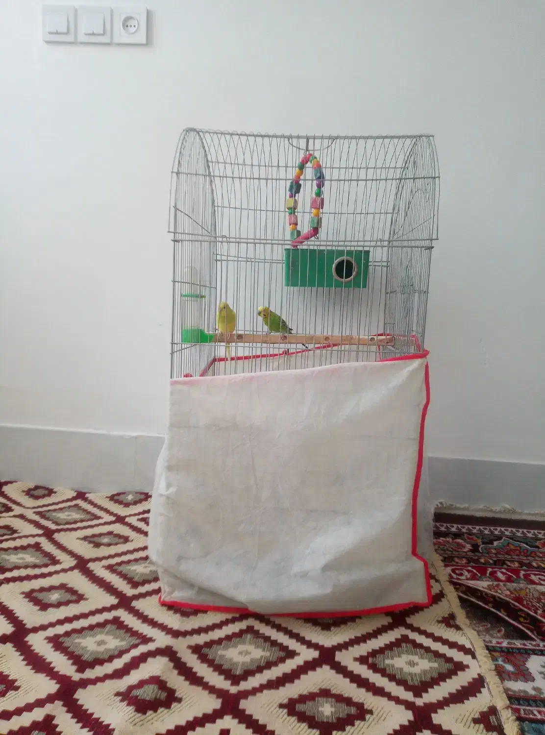 پرنده|پرنده|سبزوار, عظیمیان|دیوار