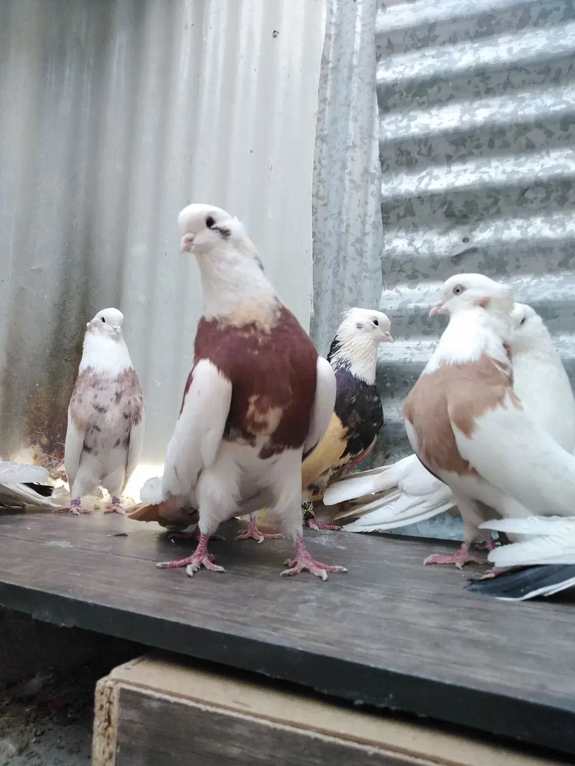 کبوتر نقابی|پرنده|هرسین, |دیوار