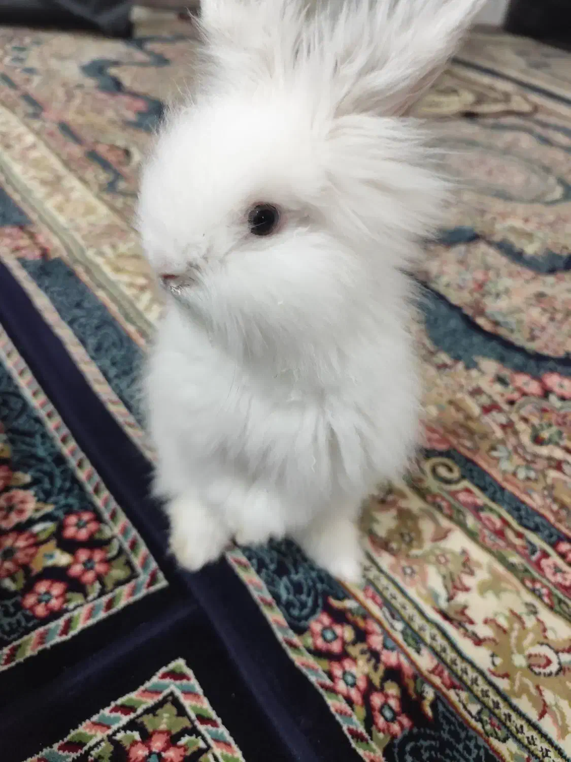 خرگوش لپی|موش و خرگوش|ابهر, |دیوار