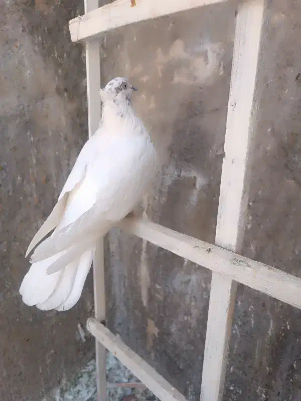 کبوتر پرشی|پرنده|سیرجان, |دیوار