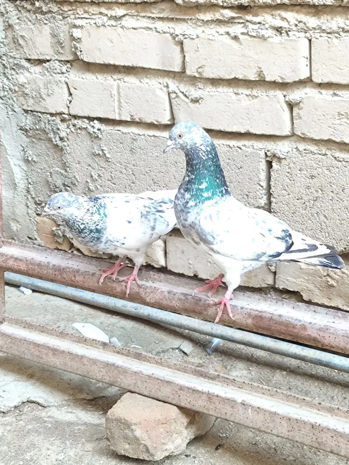 پرنده|پرنده|ایرانشهر, |دیوار