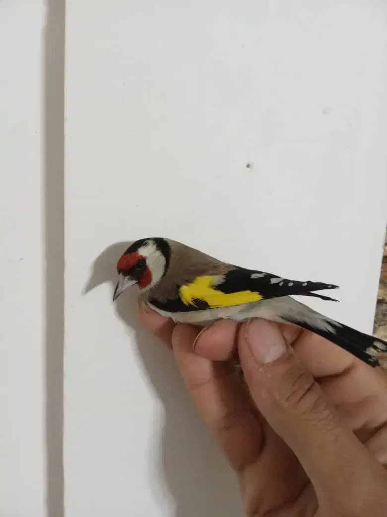 سهره امسال شوش|پرنده|شوش, |دیوار