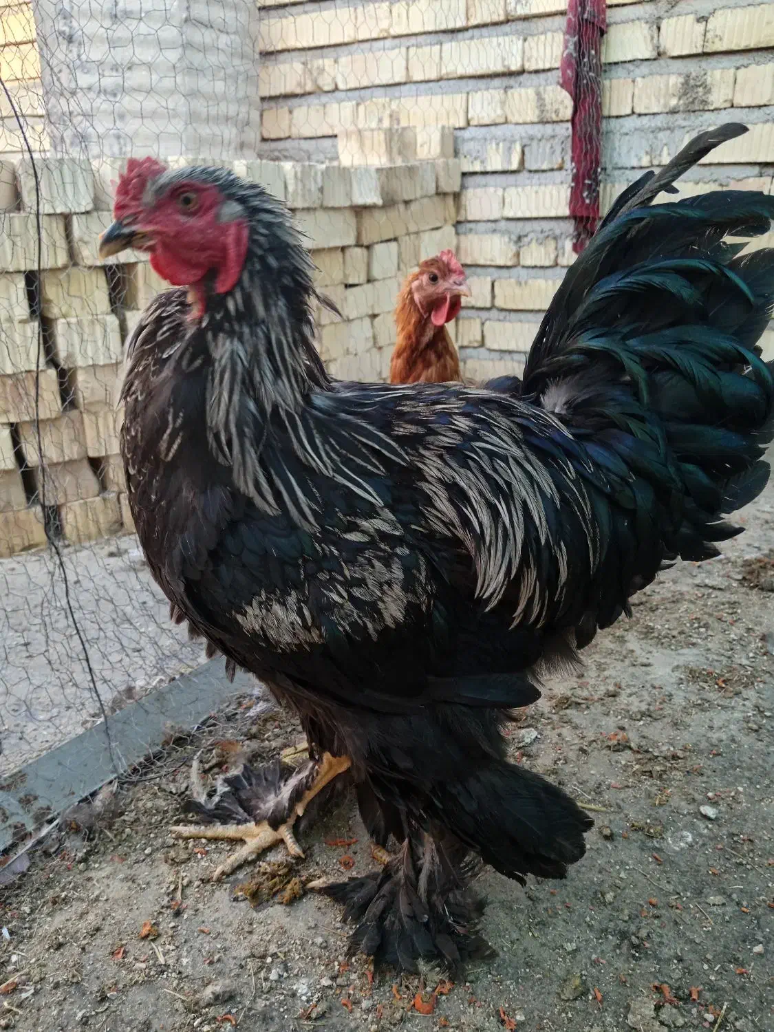 تخم مرغ نطفه دار از نژاد برهما هرعدد22000تومان|حیوانات مزرعه|نیریز, |دیوار