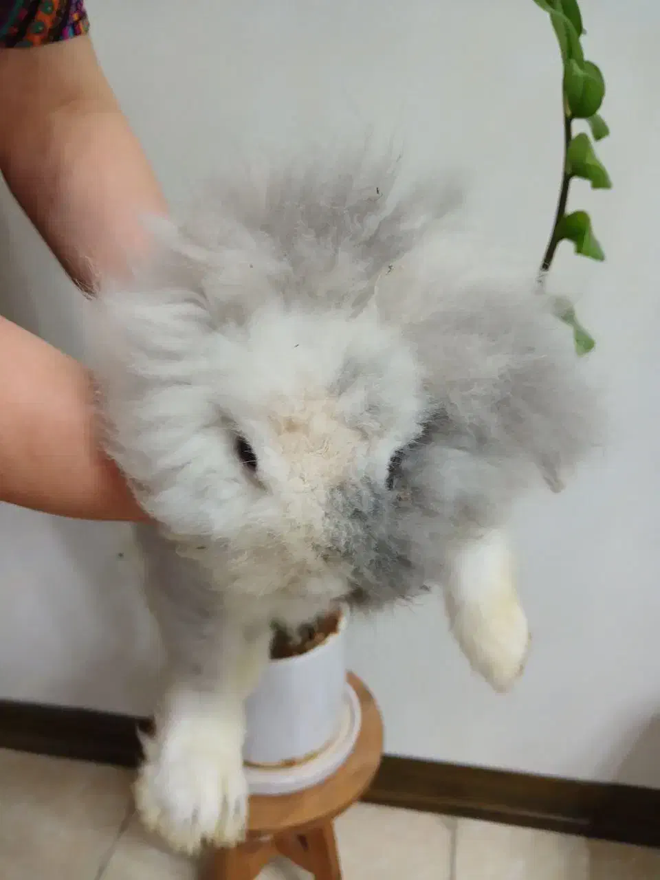 خرگوش لوپ نر|موش و خرگوش|بابل, |دیوار