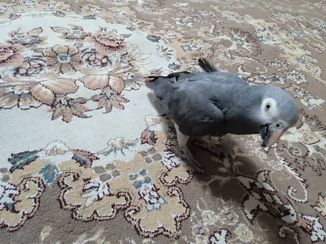 کاسکو سخنگو بدون پرکنی|پرنده|نجف‌آباد, کهریزسنگ|دیوار