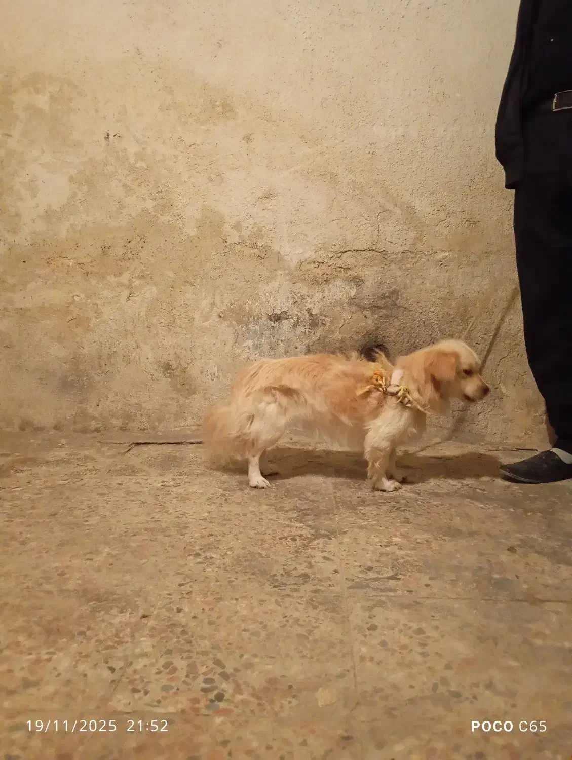 سگ پاپی شیتزو|سگ|فلاورجان, |دیوار