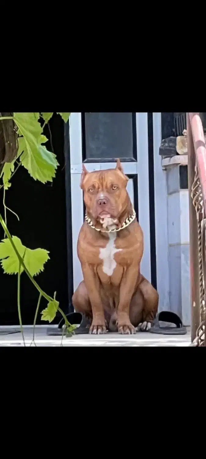 نقابی|سگ|تهران, سهروردی|دیوار