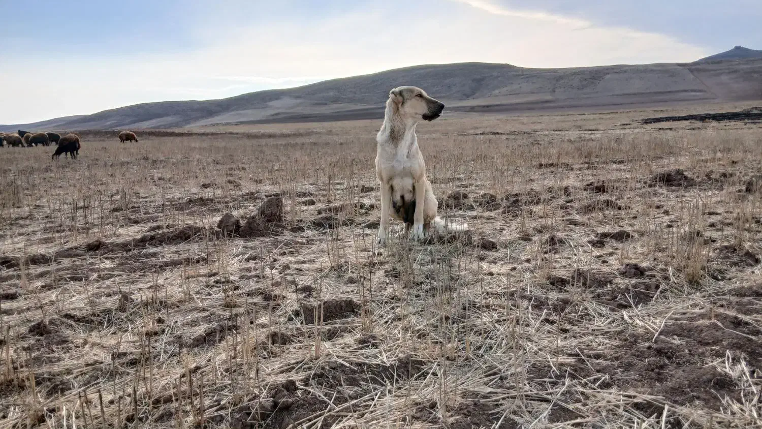 سگ سرابی|سگ|اردبیل, |دیوار