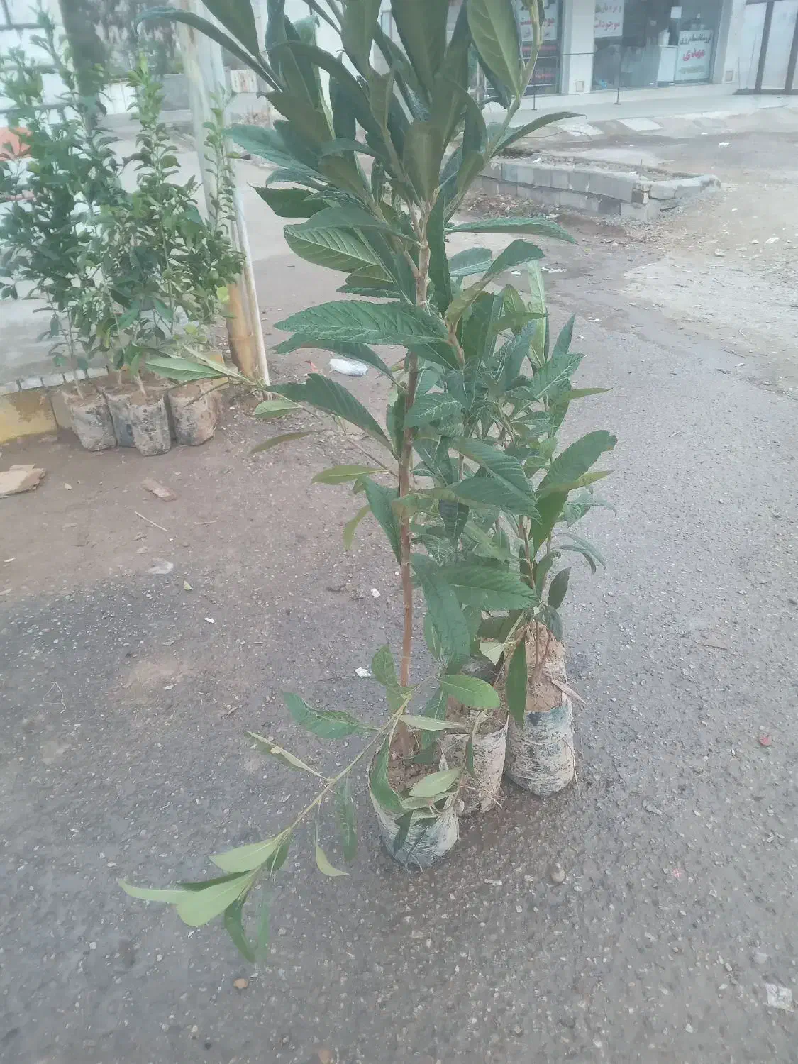 درخت|گل و گیاه طبیعی|اندیکا, |دیوار