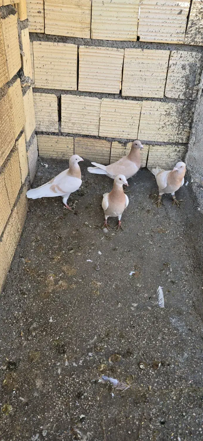 کفتر|پرنده|شیراز, تل حسینآباد|دیوار