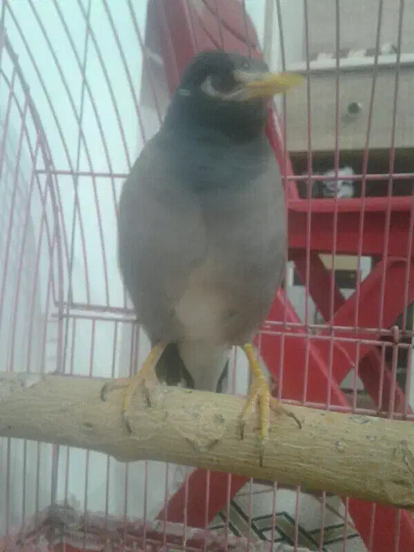 مرغ مینا|پرنده|خوسف, |دیوار