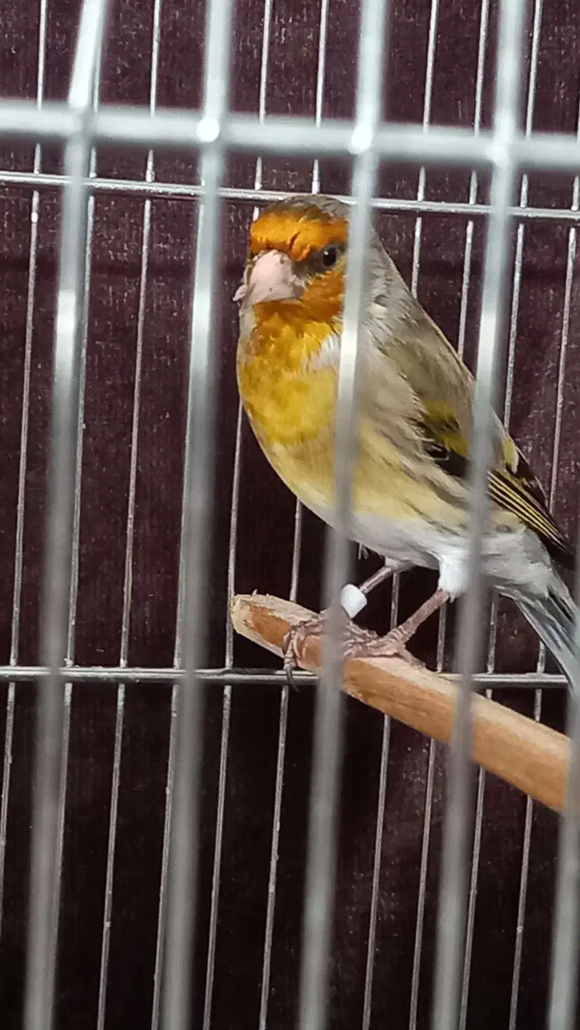 سهرهقناری|پرنده|تهران, آجودانیه|دیوار