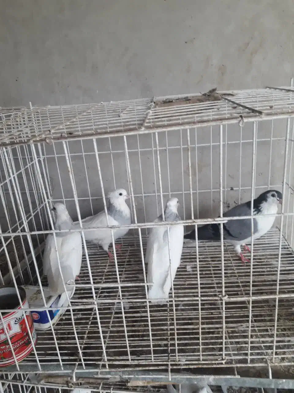 کبوتر طوقی ابی|پرنده|بندر کنگان, |دیوار