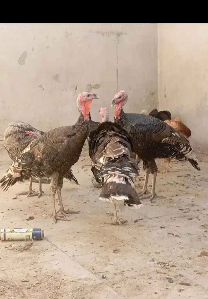 سه عدد بوقلمون محلی برا فروش|حیوانات مزرعه|فاریاب, |دیوار