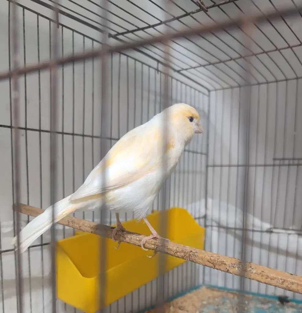 قناری ماده موزایکی درشت کشیده|پرنده|امیدیه, |دیوار