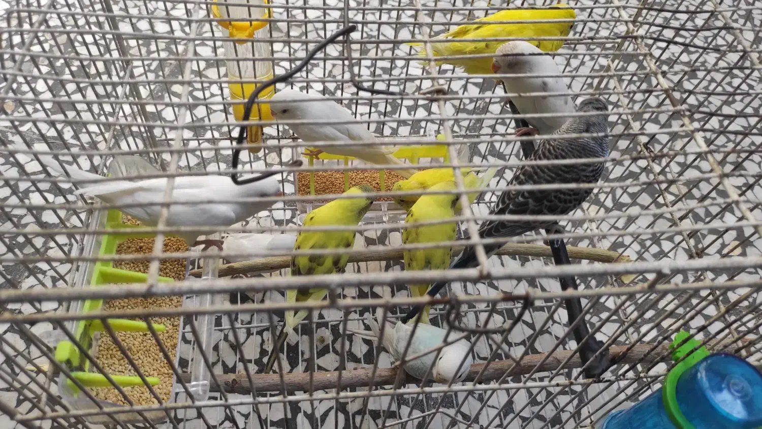 فروش تعدادی مرغ عشق|پرنده|شیراز, محراب|دیوار