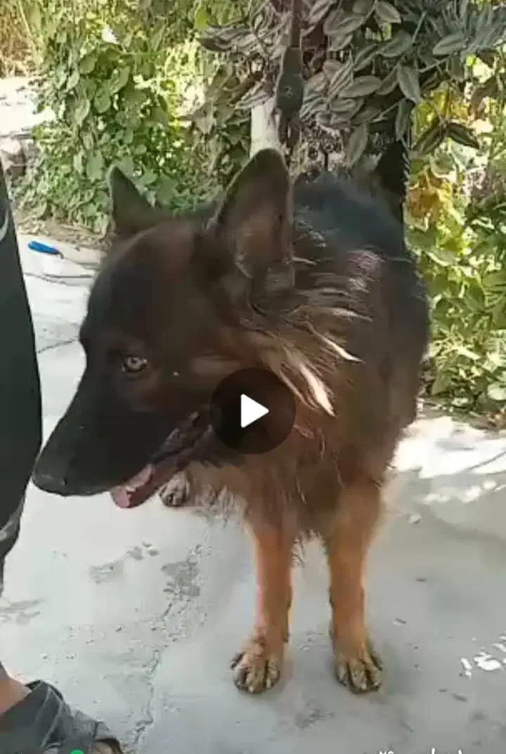 سگ ژرمن شولاین|سگ|فسا, |دیوار