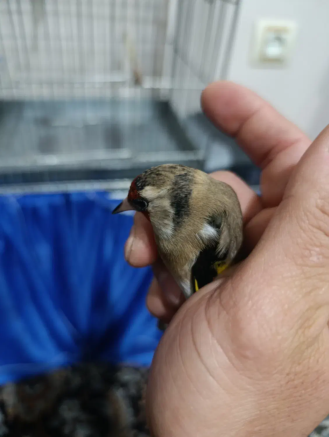 سهره|پرنده|ری, شهرک نظامی|دیوار