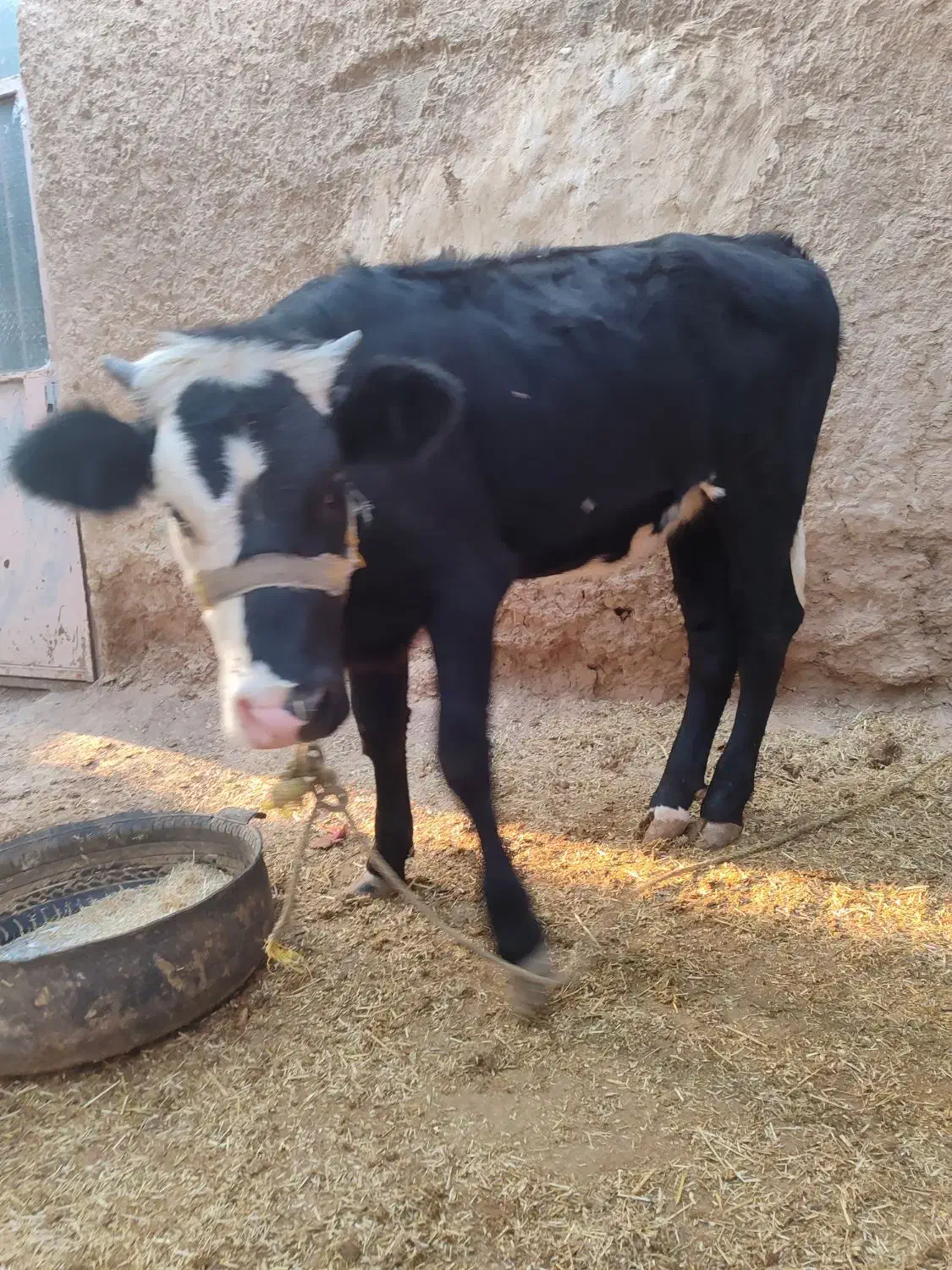 گوساله ماده|حیوانات مزرعه|باوی, |دیوار