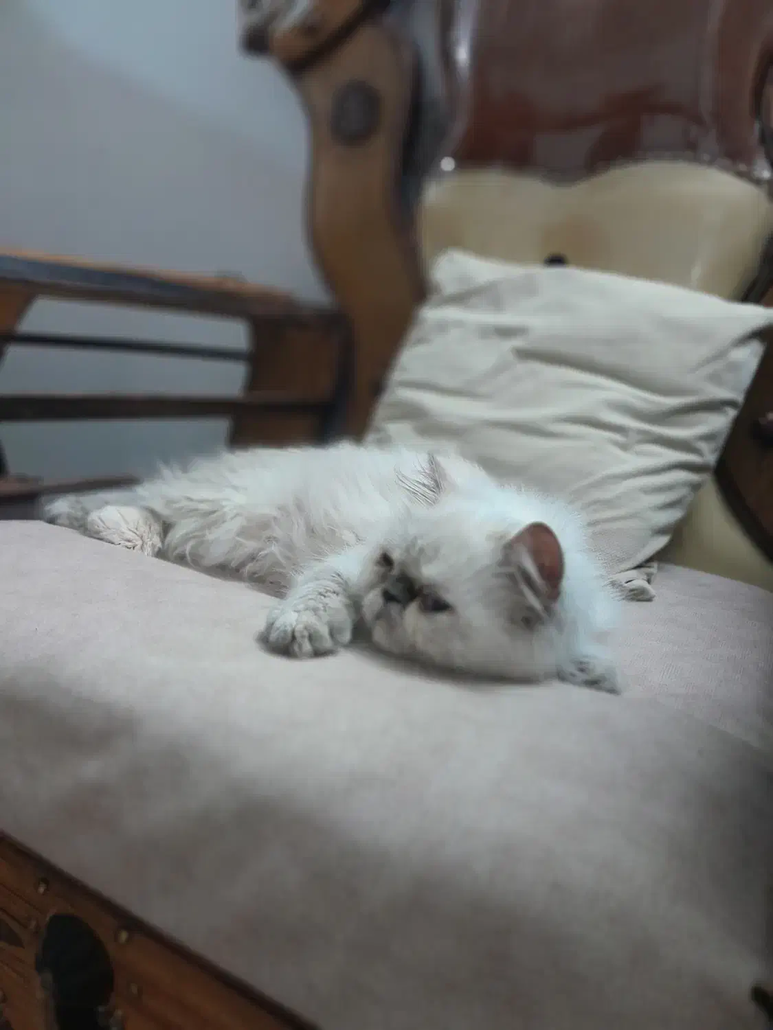 واگذاری گربه هیمالین|گربه|مشهد, شریف|دیوار