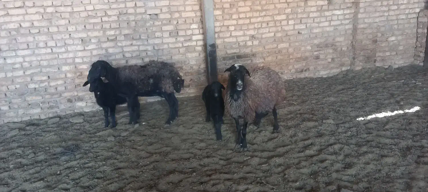 میش|حیوانات مزرعه|جوادآباد, |دیوار