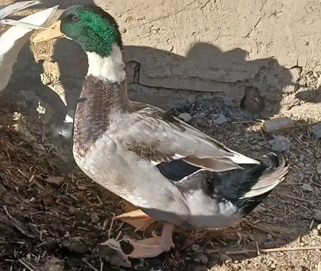 اردک های زیبا|حیوانات مزرعه|دوگنبدان, |دیوار