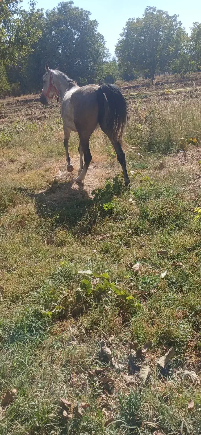 اسب مادیون کرد|اسب و تجهیزات اسبسواری|خرمدره, |دیوار