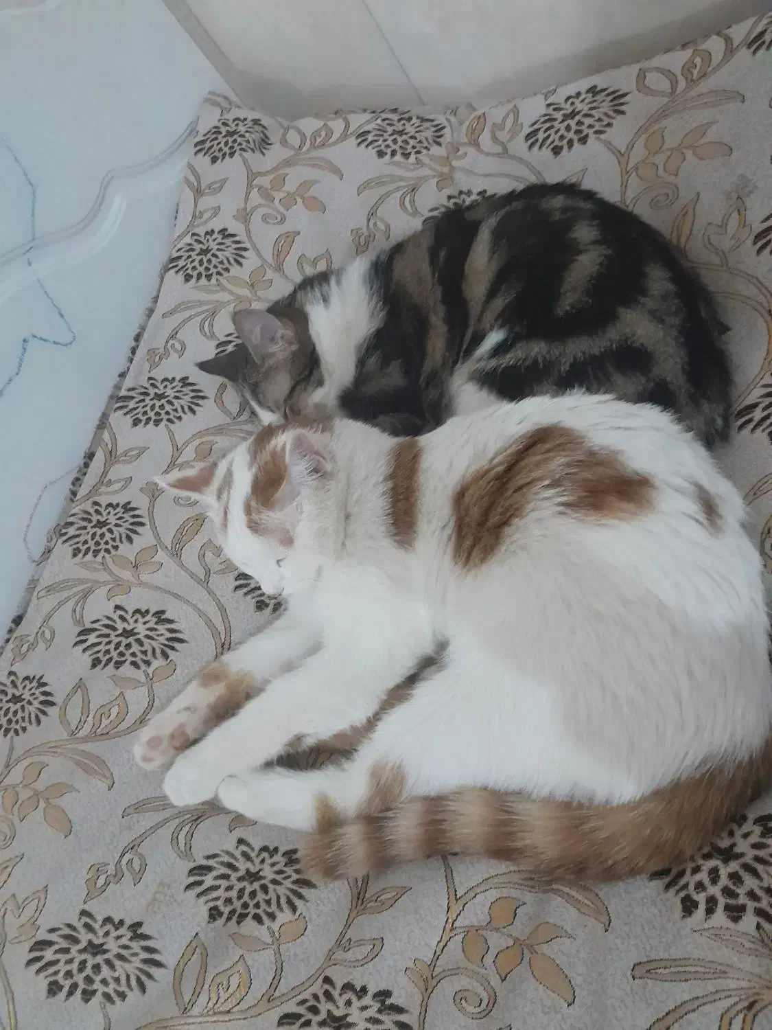 گربه خانگی|گربه|یزد, |دیوار