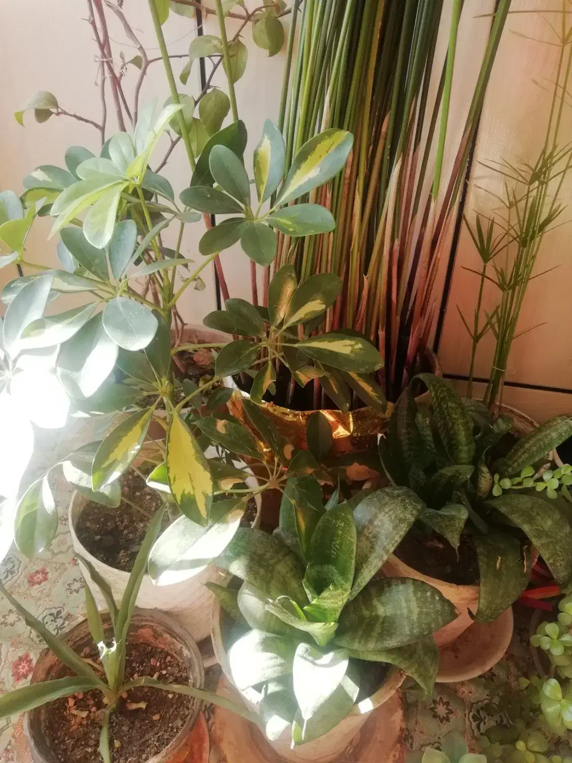 گل طبیعی|گل و گیاه طبیعی|فلاورجان, |دیوار