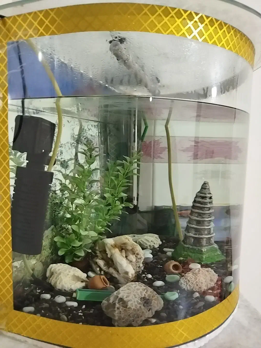 آکواریوم|ماهی|سنندج, |دیوار