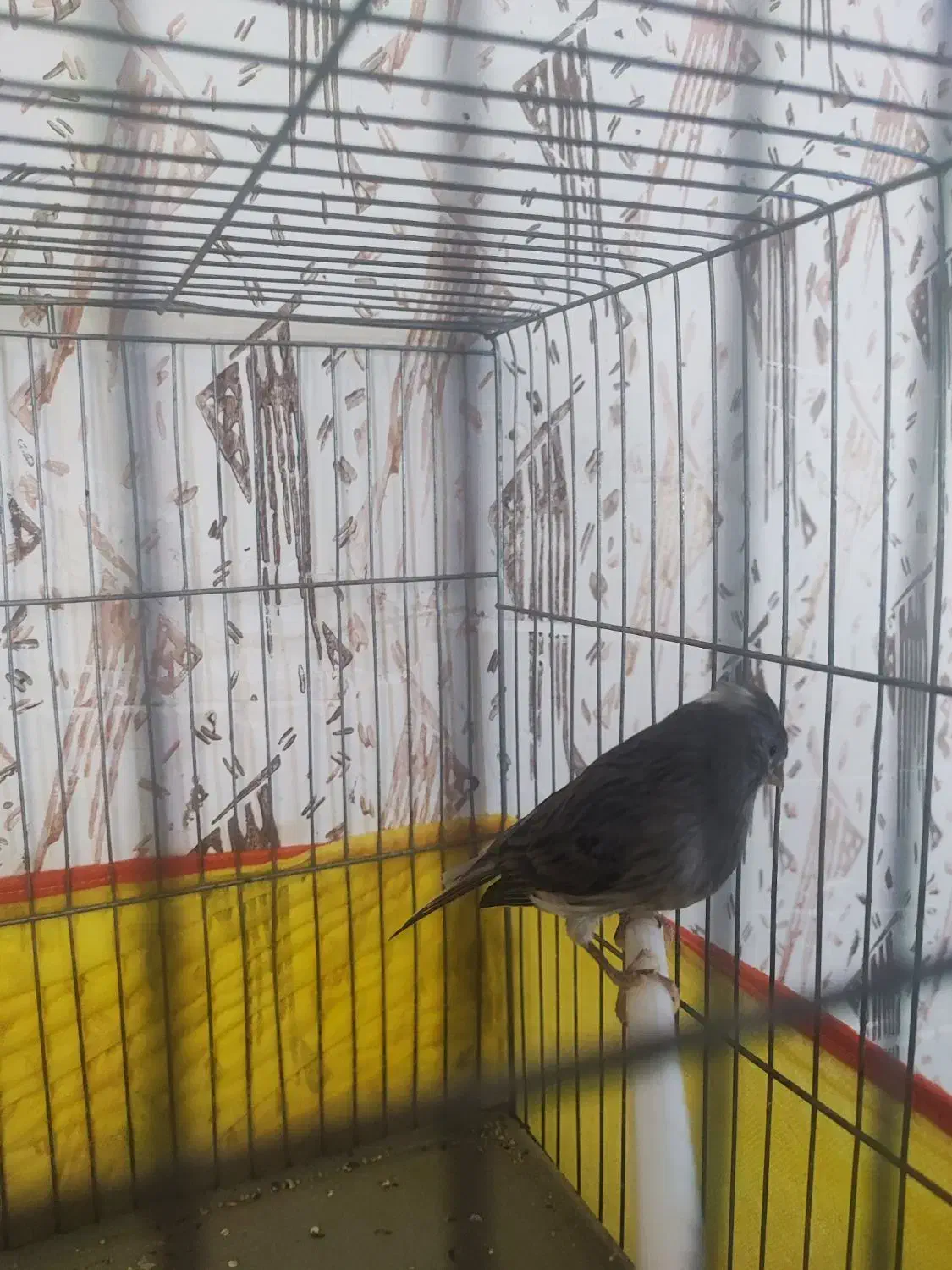 قناری نربخون|پرنده|کرمان, |دیوار