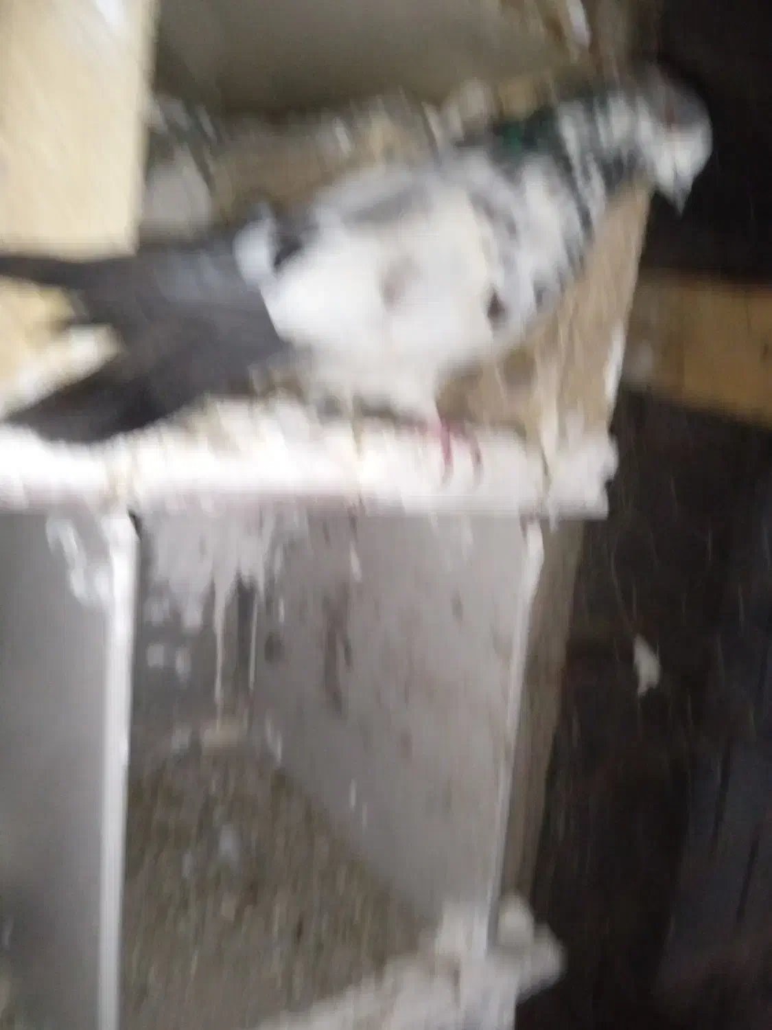 کبوتر بپر  بازی هم دارن|پرنده|رودان, |دیوار