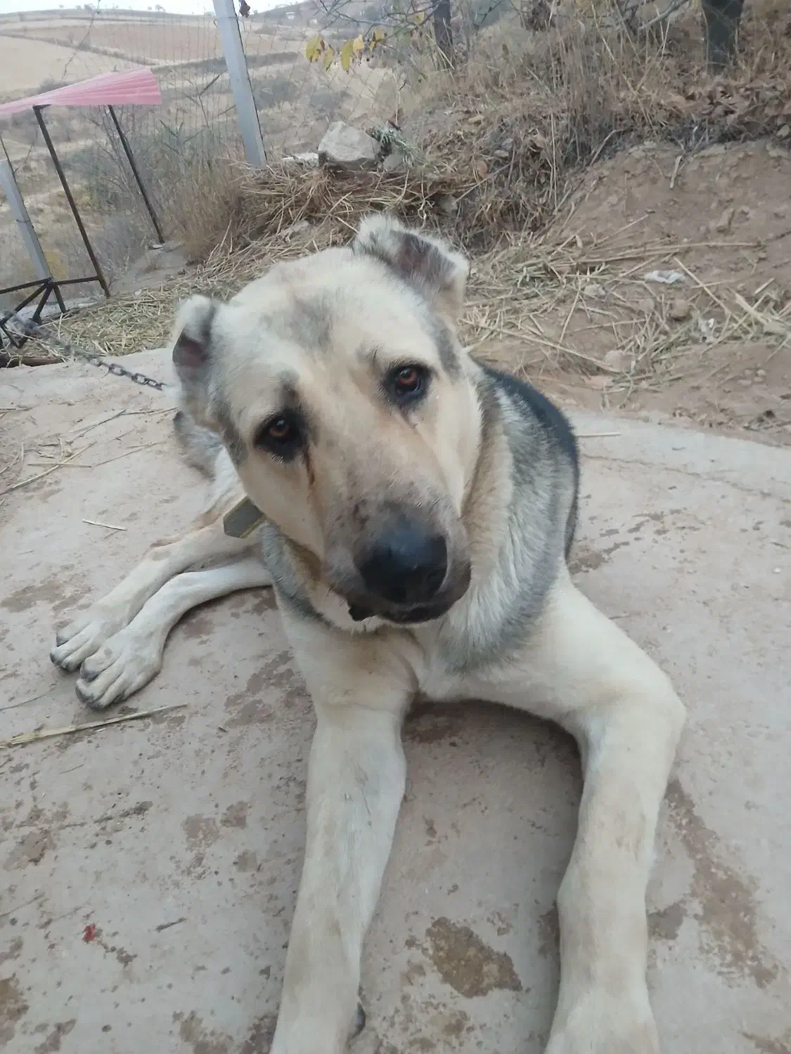 سگ پژدر گم شده|حیوانات|بجنورد, |دیوار