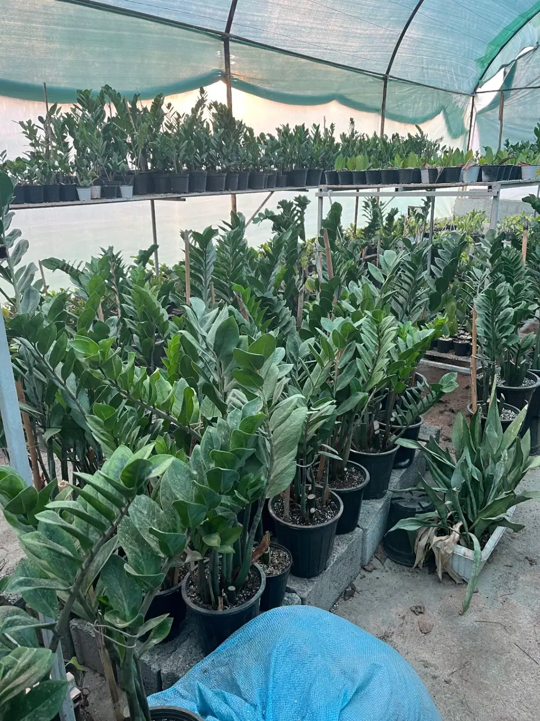 گل و گیاه-گل آپارتمانی-گلخانه|گل و گیاه طبیعی|کوهی‌خیل, |دیوار