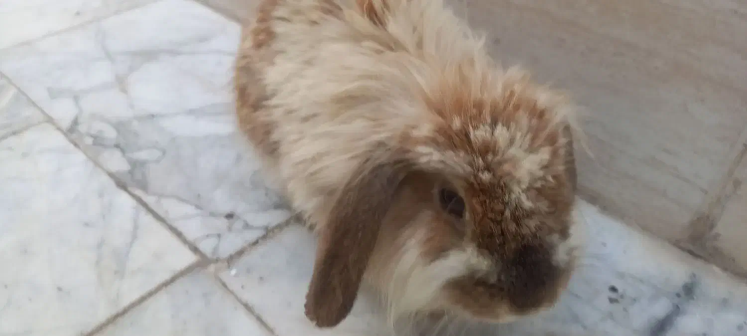 خرگوش|موش و خرگوش|مشهد, ایثار|دیوار