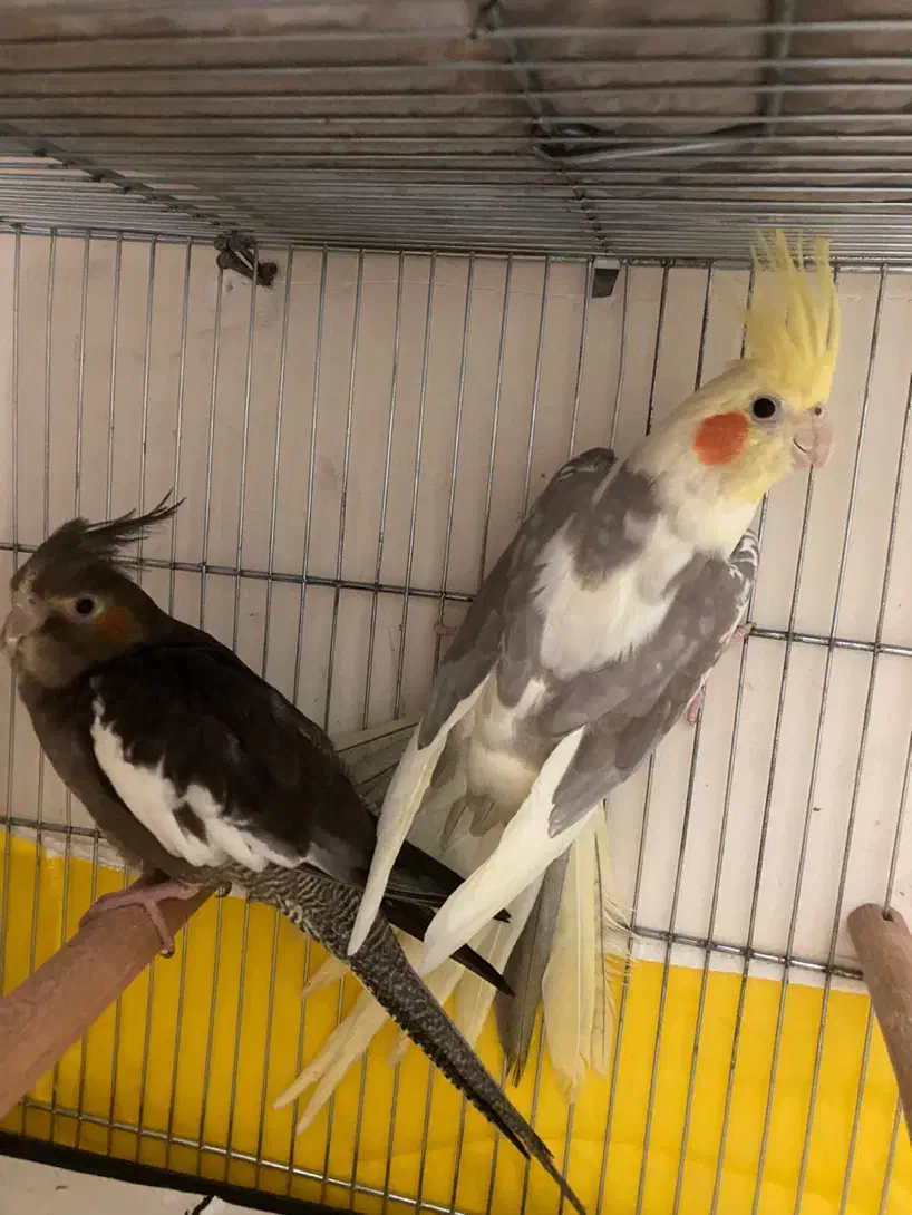 تعدادی جوجه عروس و بالغ و مولد(گیرینچیک ملنگو|پرنده|رشت, یخسازی|دیوار