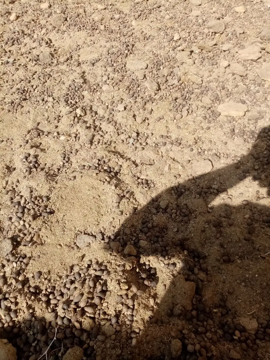 کود گوسفندی|حیوانات مزرعه|رشتخوار, |دیوار