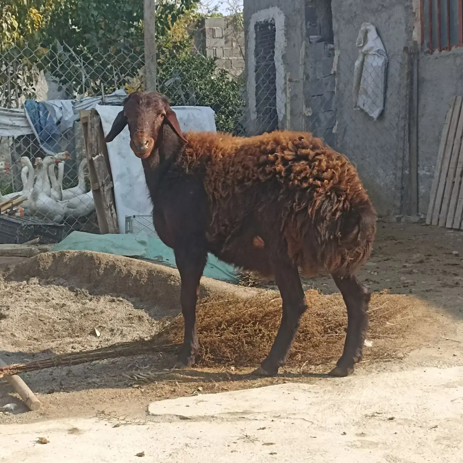 نر بره|حیوانات مزرعه|جلین, |دیوار