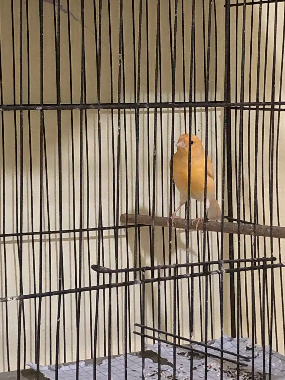 ماده آماده آماده و نر مست|پرنده|گرگان, |دیوار