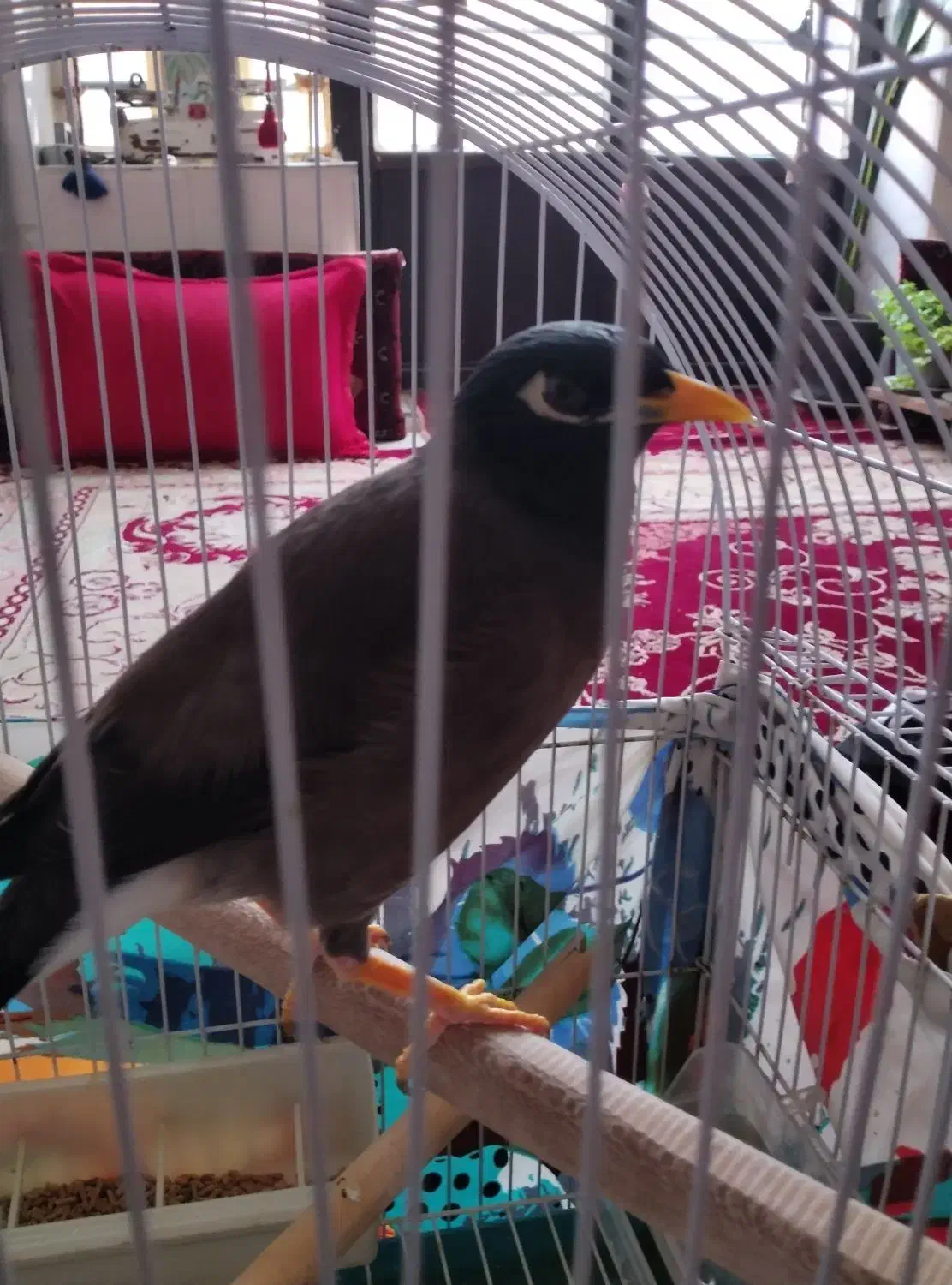 مینا افغانی|پرنده|تربت‌حیدریه, بالا ولایت|دیوار